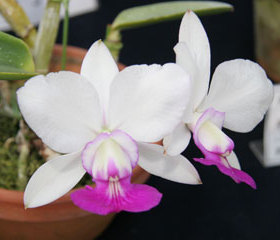 卡特兰原生种C.walkeriana semi-alba走路人 兰花洋兰