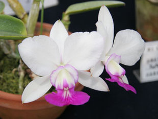 兰花洋兰 alba走路人 卡特兰原生种C.walkeriana semi