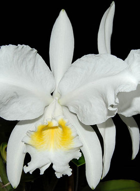 进口卡特兰原生种路德稀有白色C.lueddemanniana alba x sib有香