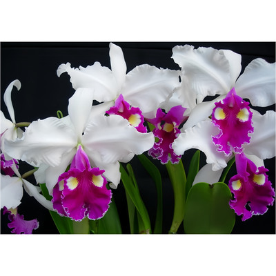 兰花洋兰卡特兰精选高档稀有原生种C.warscewiczii semi-alba
