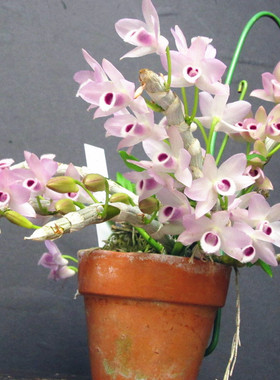 进口兰花洋兰石斛兰原生种粉蓝色麝香Den.parishii coerulea