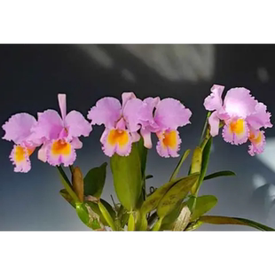 精选稀有品种卡特兰原生种C.schroderae Sakura Jewel樱花舒罗