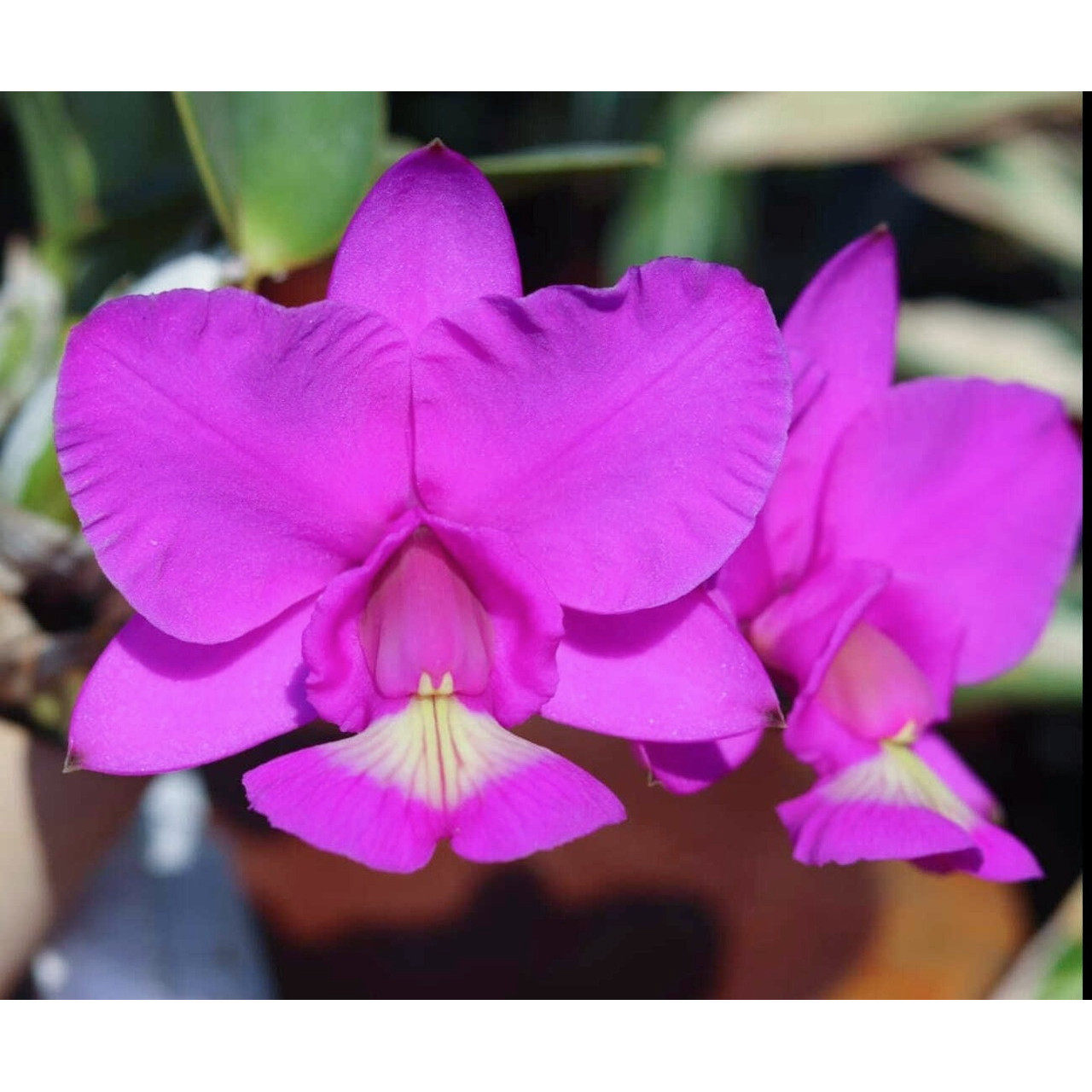 精选正宗经典原生种C.nobilior tipo 诺比名品浓香 高端兰花盆栽