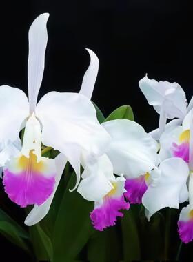 超稀有！进口埃多拉多白花红唇C.eldorado semi-alba 