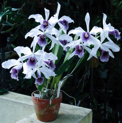 兰花洋兰精选L.purpurata fma.werkhauseri灰蓝唇蕾丽卡特兰原种