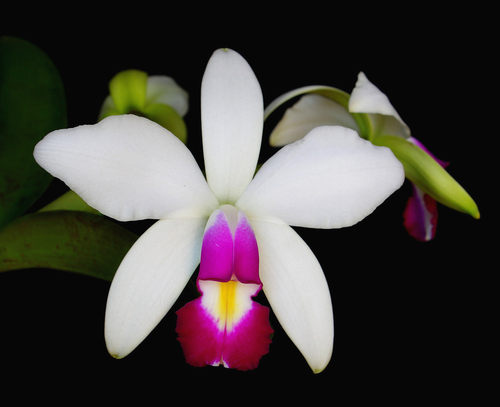 C.violacea semi-alba女神卡特兰原生种稀有白花红唇个体