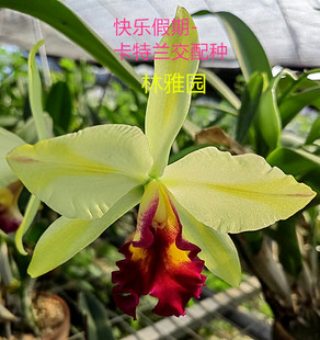 快乐假期-兰花洋兰卡特兰交配种 全年开花中型多花 进口成株现货