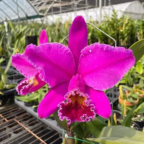 稀有卡特兰原生种C.mossiae var.rubra莫西埃深红 巴西进口 大花
