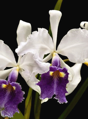 原生种C.warscewiczii var.coerulea非常稀有品种蓝色大花有香