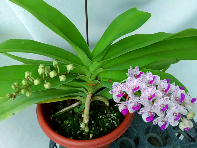 泰国进口超大型带花狐尾兰原生种rhy.gigantean浓香多花兰花洋兰
