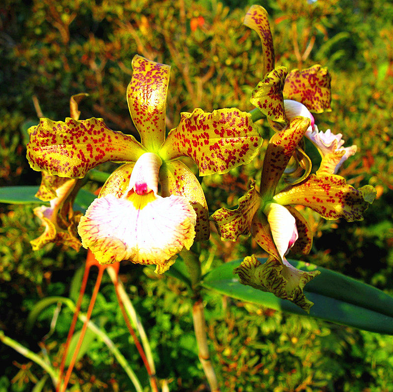 现货发~进口兰花洋兰卡特兰原生种 超稀有进口品种 c.velutina