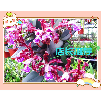 带花苞精选高端C.schilleriana sanderiana卡特兰原生种获奖个体