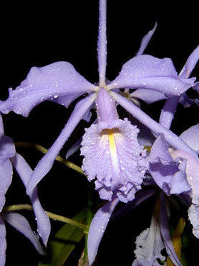 卡特兰原生种C.maxima var.coerulea 蓝色马克西玛