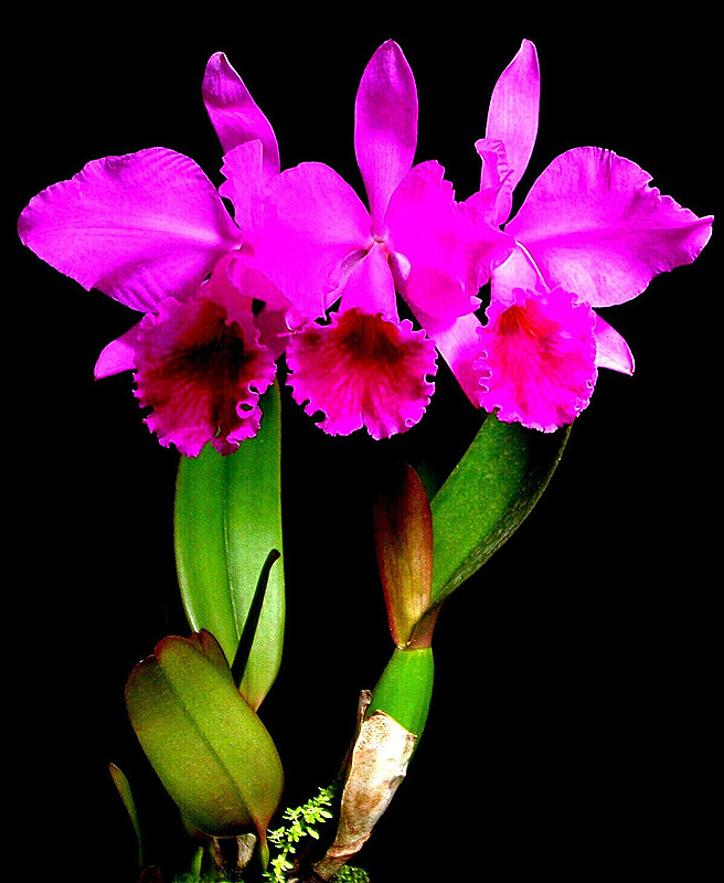 正宗进口植株深红C.labiata var.rubra "Ching Hua" SM/TOGA清华