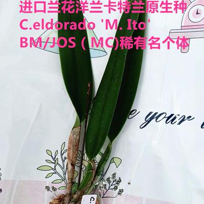 进口稀有兰花洋兰卡特兰原生种C.eldorado 'M. Ito' BM/JOS（MC)