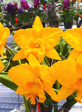 永康2号Rlc.Haw Yuan Gold （MC）黄色大花 有香气兰花洋兰卡特兰