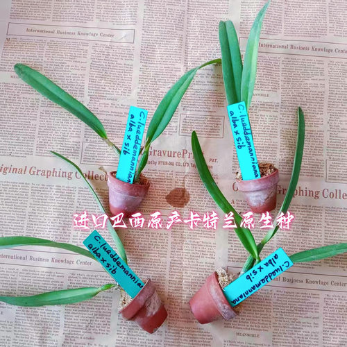 进口兰花洋兰卡特兰原生种C.lueddemanniana alba x sib成株2茎