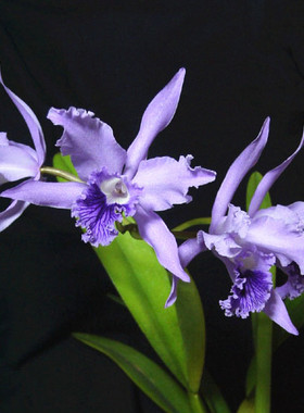 L.lobata coerulea 