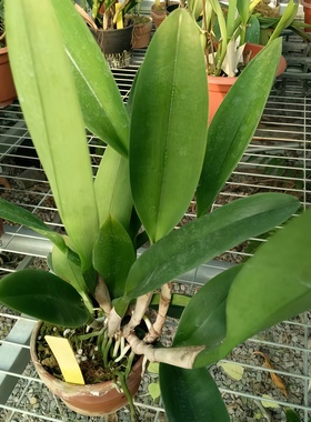 限时特价进口卡特兰Rth.Jhong Sin Panda 