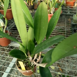 限时特价进口卡特兰Rth.Jhong Sin Panda