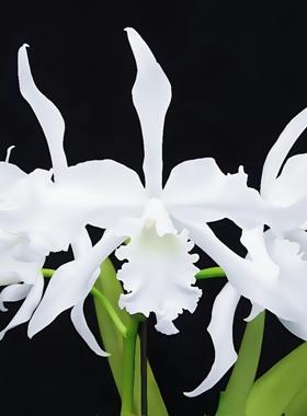 进口蕾丽亚原种稀有白色L.lobata alba