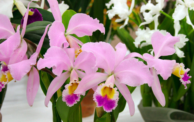 原生种C.gaskelliana pink稀有进口卡特兰大花粉红色 有香,鲜花速递/花卉仿真/绿植园艺,国兰/杂交兰/洋兰类,淘宝优惠券,粉丝福利购,淘宝优惠卷