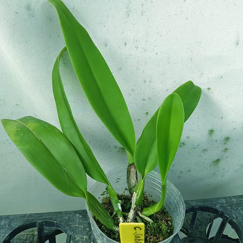 进口稀有兰花洋兰卡特兰原生种 拉比阿塔C.labiata alba x sib