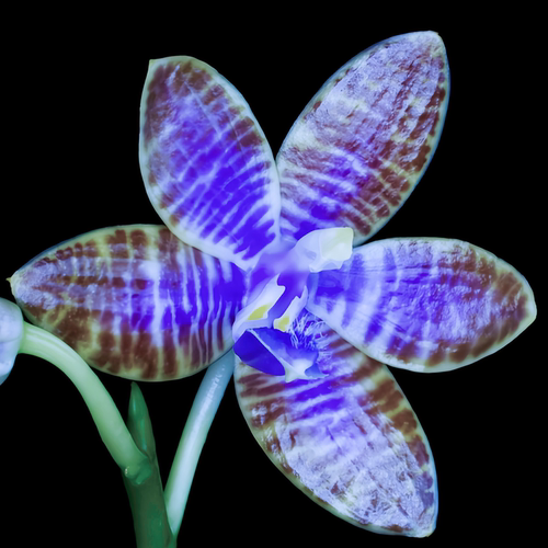 兰花洋兰蝴蝶兰原生种高端精选蓝色Phal.lueddemanniana coerulea