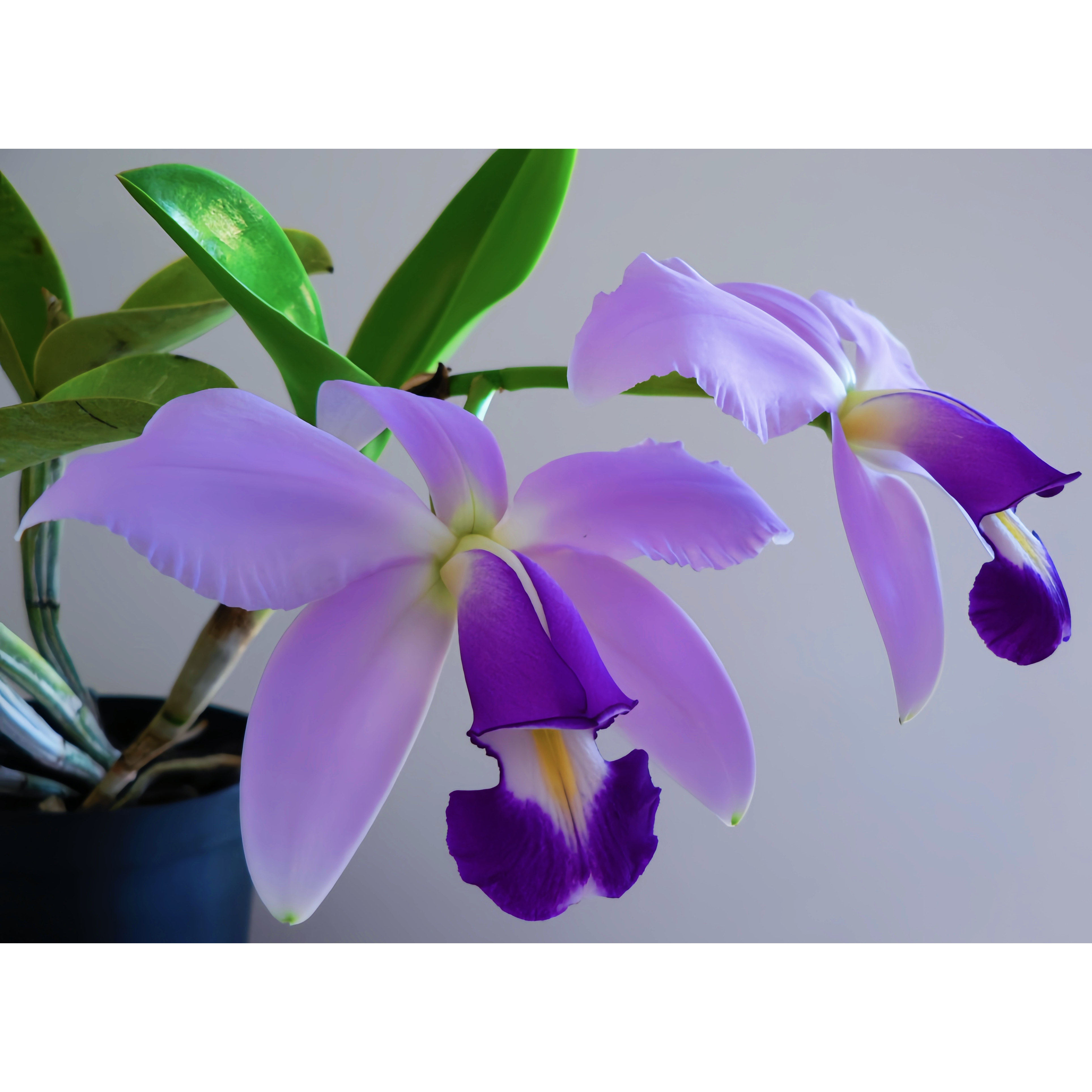 超稀有蓝色！进口兰花洋兰卡特兰原生种C.violacea fma.coerulea,鲜花速递/花卉仿真/绿植园艺,国兰/杂交兰/洋兰类,淘宝优惠券,粉丝福利购,淘宝优惠卷