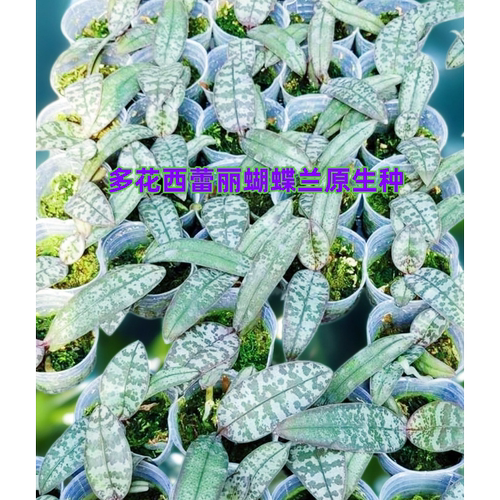 精选兰花洋兰超美银斑蝴蝶兰原生种Phal.schilleriana贵族.西蕾丽