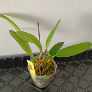 包邮 优姬卡特兰-中型花朵 有浓香 带盆发货 四季开花 兰花洋兰