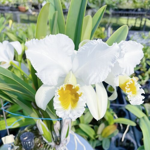 特价精选高端稀有品种帕西C.percivaliana alba卡特兰原生种兰花