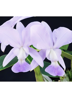 原生种C.walkeriana var.coerulea × sib蓝色走路人 成株特多苗