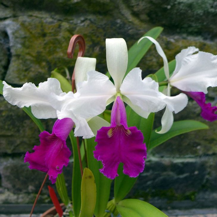 稀有原生种C.warscewiczii semi-alba x sib漂亮白花红唇成株浓香,鲜花速递/花卉仿真/绿植园艺,国兰/杂交兰/洋兰类,淘宝优惠券,粉丝福利购,淘宝优惠卷