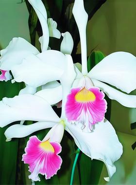 三文鱼 桃红唇巴西国花稀有L.purpurata fma.carnea x sib蕾丽亚