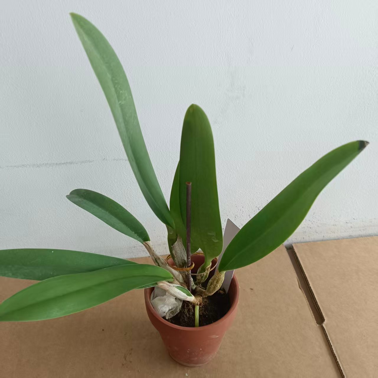 兰花洋兰进口卡特兰原生种大花淡蓝色C.lueddemanniana coerulea