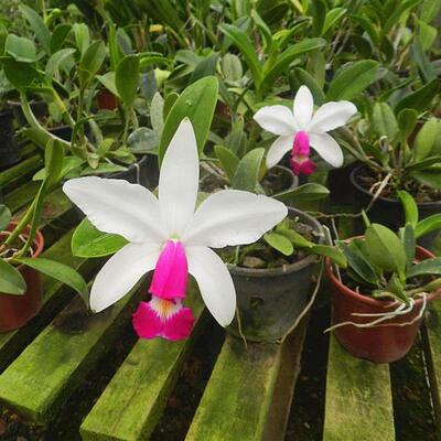 进口成株C.violacea semi-alba女神卡特兰原生种稀有白花红唇个体