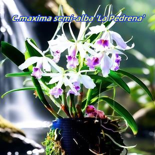 进口兰花洋兰卡特兰原生种C.maxima alba semi