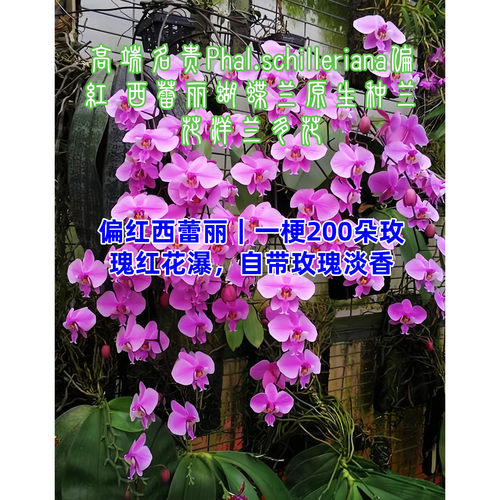 兰花洋兰西蕾丽蝴蝶兰原生种偏红