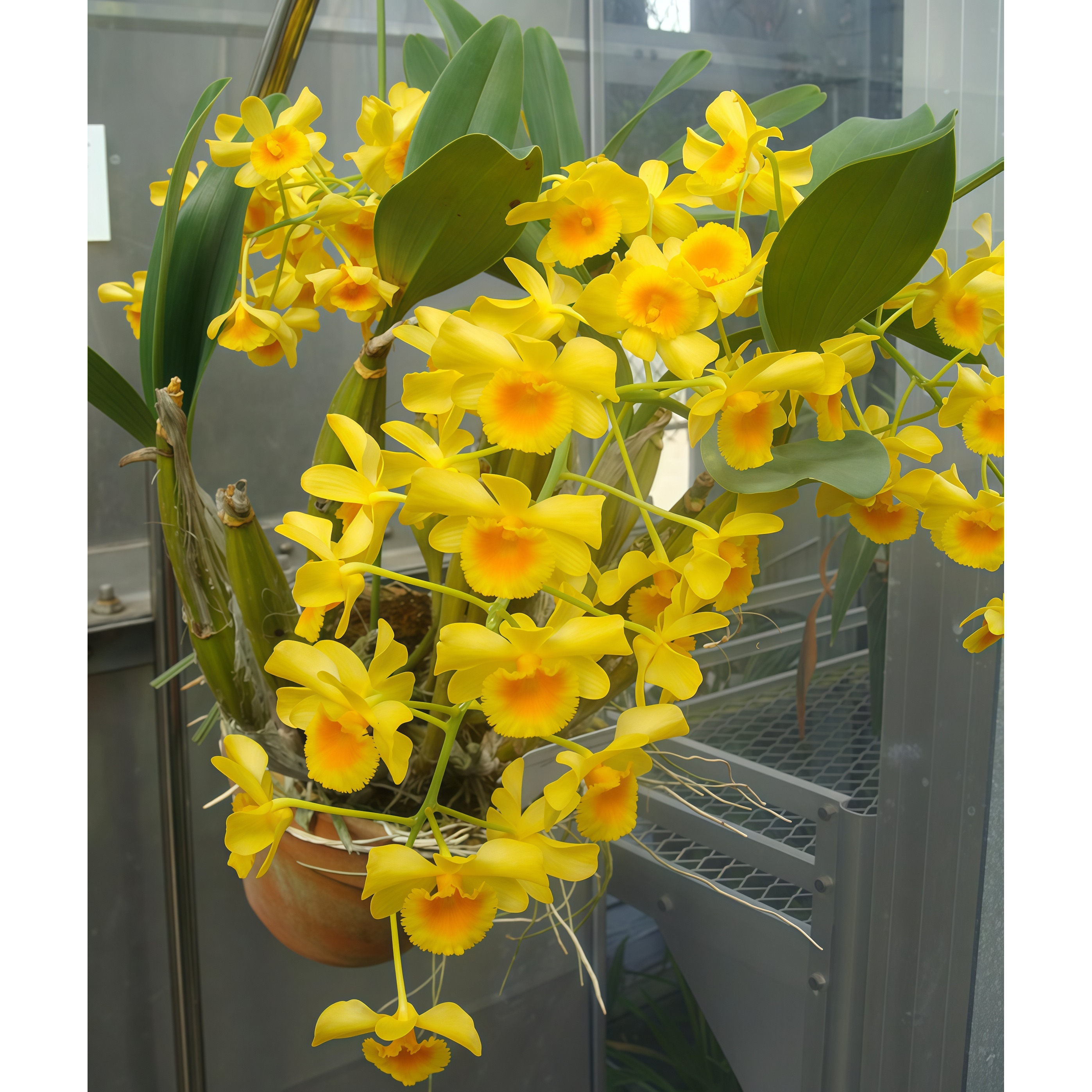 精选兰花洋兰鼓槌石斛兰原生种Den.chrysotoxum开花满屋飘香图片