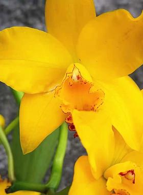 甜橘子卡特兰兰花洋兰-橙色多花好种易开 成株 非常好养 有香