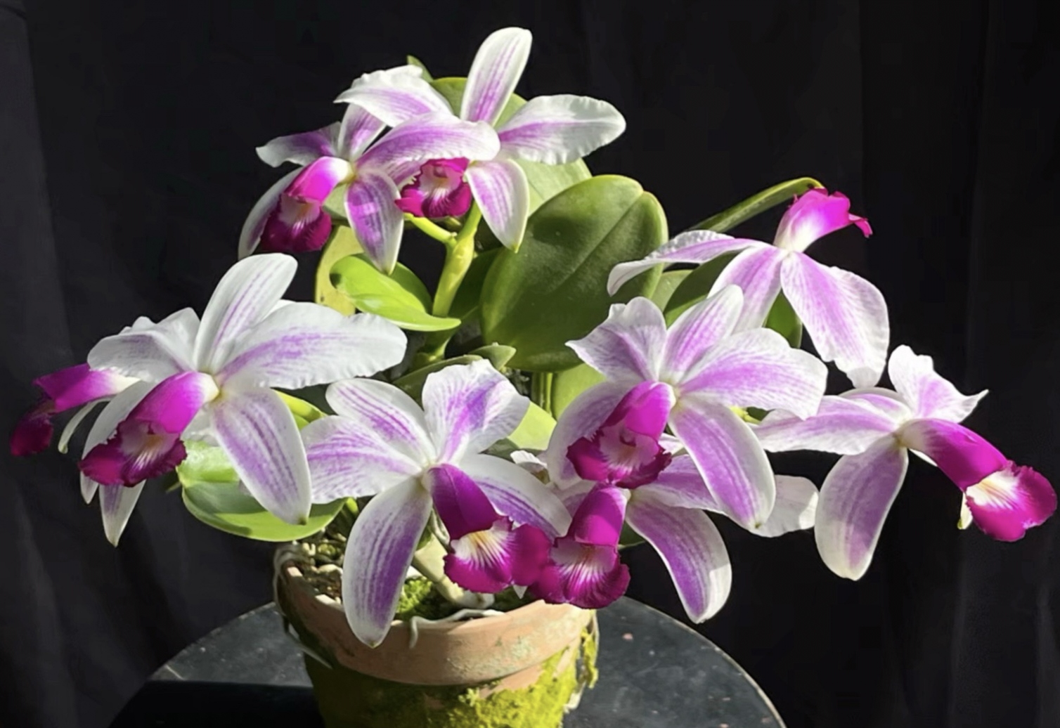 进口女神原生种成株C.violacea semi-alba flamea有香