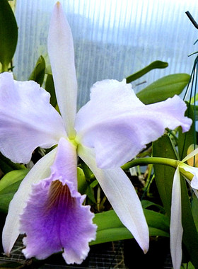 带花苞进口兰花洋兰卡特兰原生种杰玛尼C.jenmanii coerulea大盆