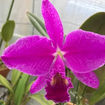 C.jenmanii rubra杰玛尼深红 进口卡特兰原生种 花大有香