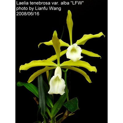 进口植株L.tenebrosa aurea黄金暗夜蕾丽亚原生种 大花 有浓香