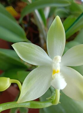 Phal.tetraspis Green绿龟甲蝴蝶兰原生种清香蜡质花高档兰花盆栽