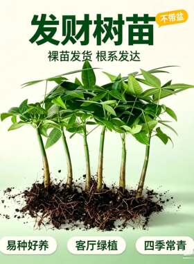 发财树不带盆原生水养水培单