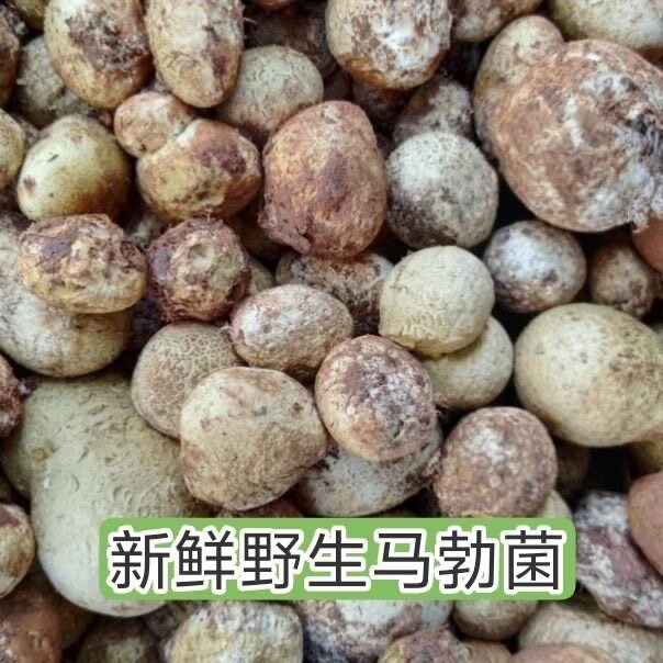 新鲜菌菇石头菇马勃菌野生蘑菇马皮包马屁泡现采食用菌牛马屁包
