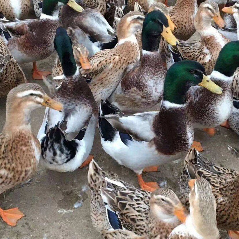 江西赣州正宗农村小溪放养稻谷喂养大种青头鸭麻鸭公绿头鸭公顺丰