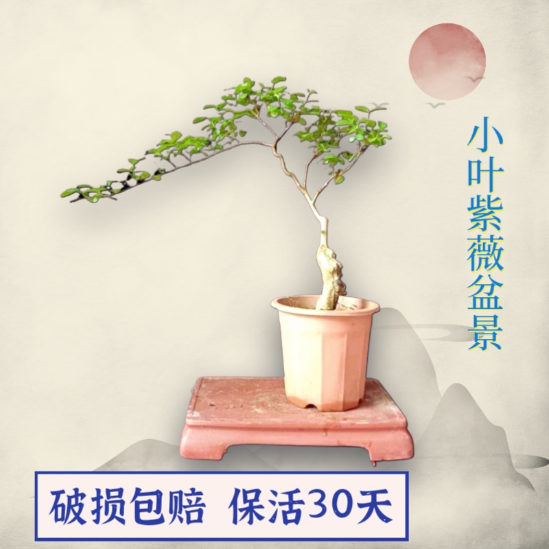 花期长紫薇阳台紫薇盆景好养夏秋